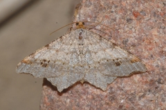Macaria alternata
