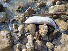 Phocoena phocoena