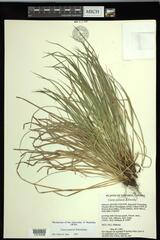 Carex jamesii