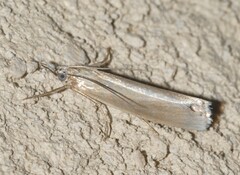 Crambus perlella