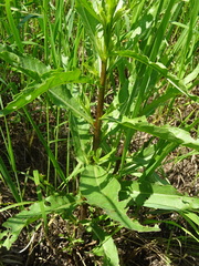 Cirsium arvense integrifolium