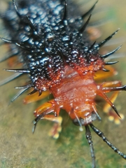 Dactylispa bipartita