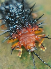 Dactylispa bipartita