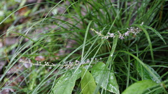 Liriope graminifolia