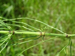 Equisetum pratense image