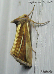 Plusia venusta
