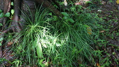 Liriope graminifolia