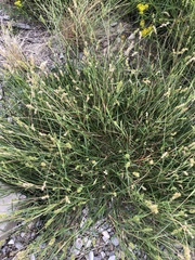 Cenchrus spinifex