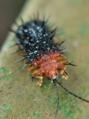 Dactylispa bipartita