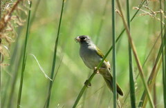 Embernagra platensis