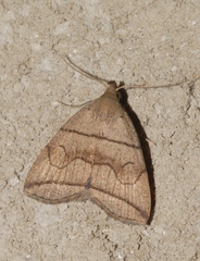Herminia grisealis