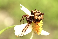 Acanthepeira