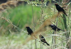 Chrysomus ruficapillus