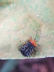 Dactylispa bipartita
