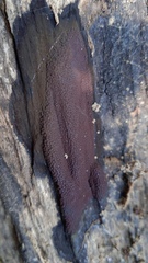 Hypoxylon rubiginosum