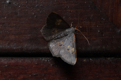 Serratophyga subangulata