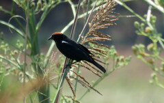 Chrysomus ruficapillus