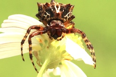Acanthepeira