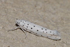 Yponomeuta mahalebella