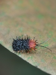Dactylispa bipartita