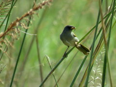 Embernagra platensis