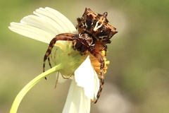 Acanthepeira