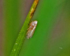 Cicadellidae