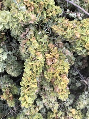 Atriplex canescens