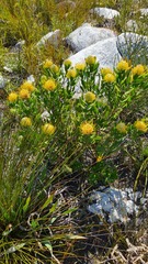 Leucospermum cuneiforme