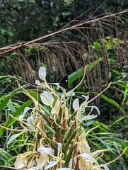 Notocrypta paralysos