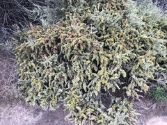 Atriplex canescens