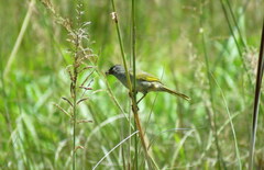 Embernagra platensis