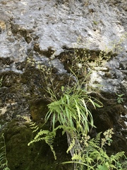 Anticlea elegans elegans