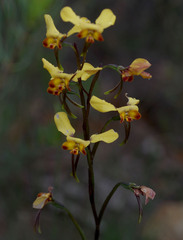 Diuris brumalis