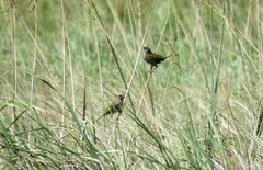 Embernagra platensis