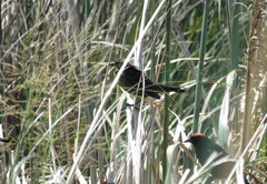 Chrysomus ruficapillus