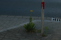 Achillea filipendulina