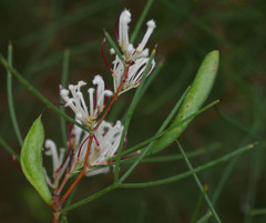Hakea trifurcata