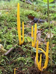 Clavulinopsis amoena