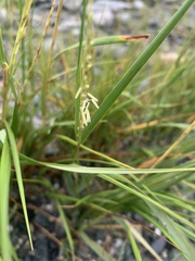 Sporobolus alterniflorus