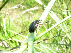 Heilipodus erythropus