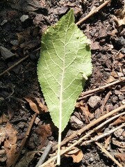 Eriophyes similis