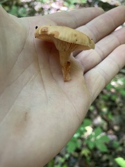 Lactifluus hygrophoroides