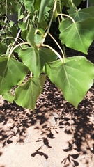 Populus
