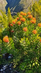Leucospermum glabrum