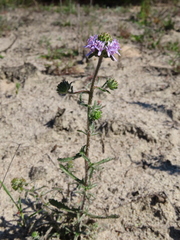 Phyllopodium cephalophorum