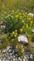 Leucospermum cuneiforme