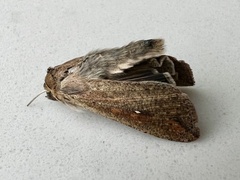 Mythimna unipuncta