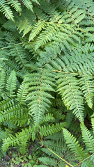 Pteridium aquilinum pubescens