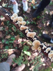 Crepidotus variabilis